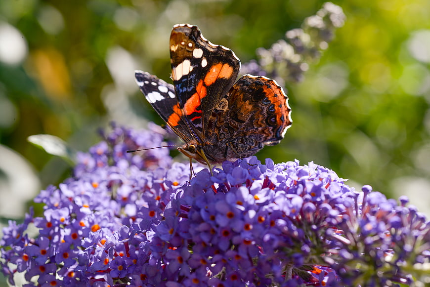 Red Admiral Butterfly on Purple Butterfly Bush Flower