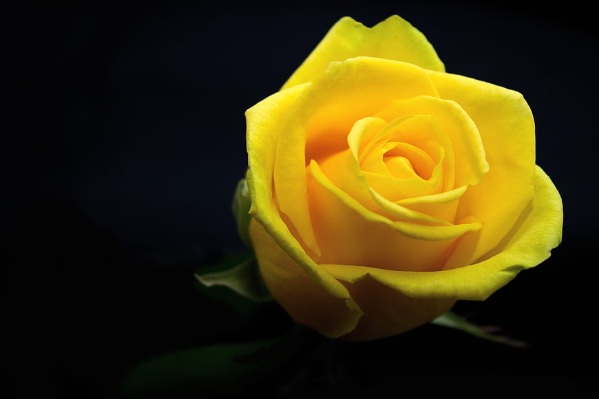 Vibrant Yellow Rose on Black Background