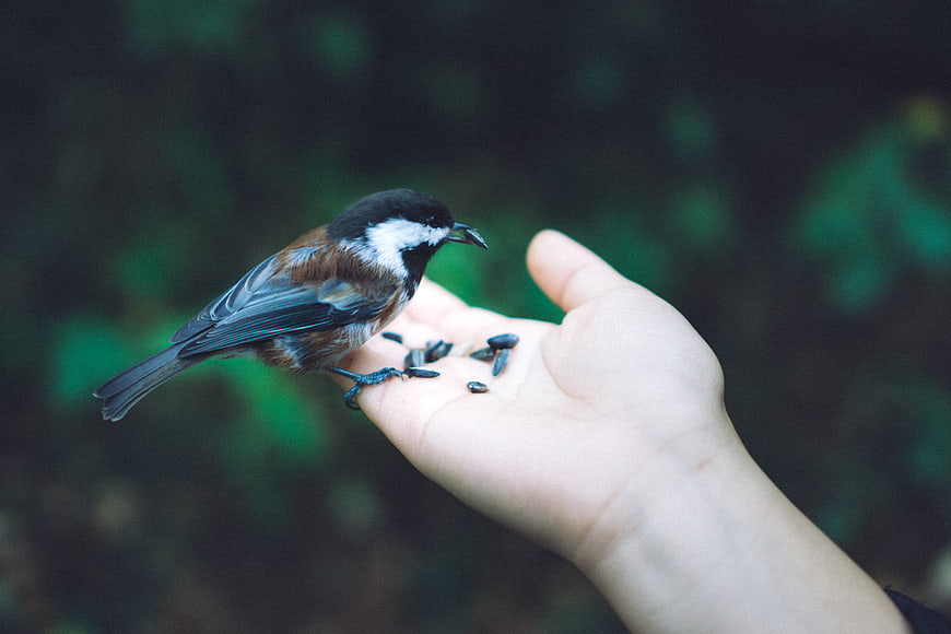 Chickadee eating sunflower seeds from human hand