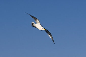 Seagull Soaring Against Clear Blue Sky