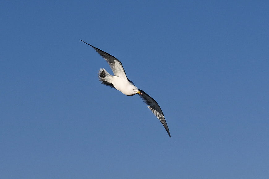 Seagull Soaring Against Clear Blue Sky