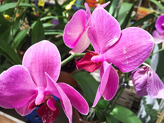 Close-up of vibrant pink phalaenopsis orchids in bloom