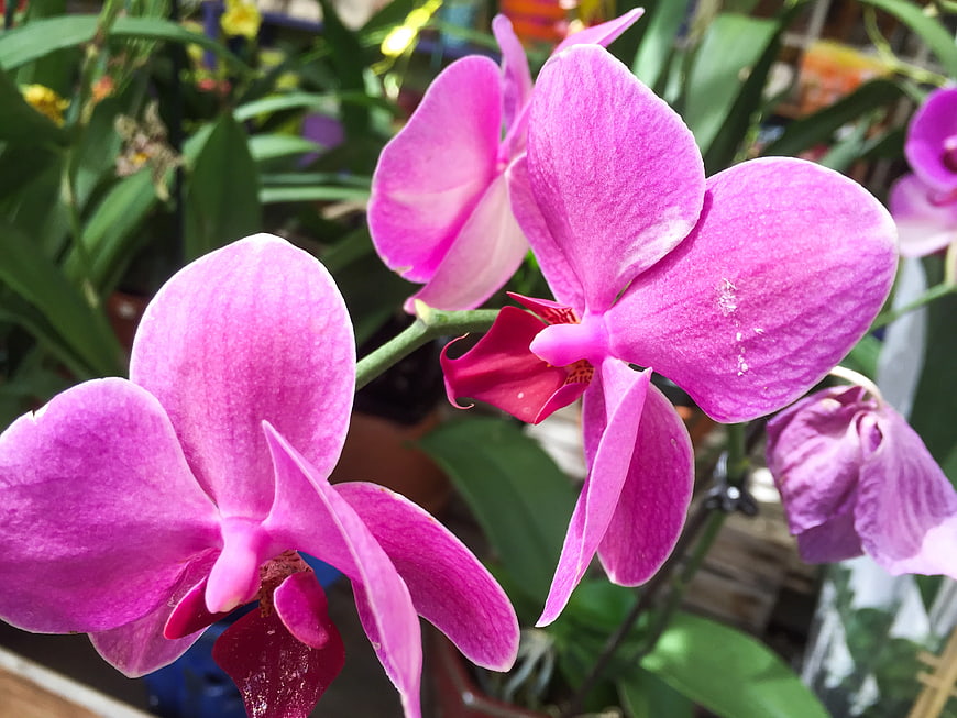Close-up of vibrant pink phalaenopsis orchids in bloom