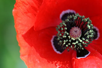 Close-up of a vibrant red poppy flower with detailed center