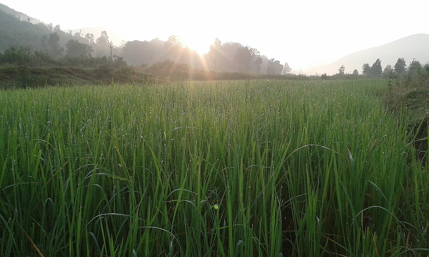 Lush green rice paddy field at sunrise with morning mist