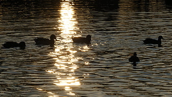 Silhouetted Ducks Swimming in Golden Sunset Water