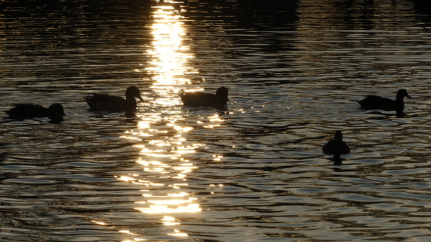 Silhouetted Ducks Swimming in Golden Sunset Water