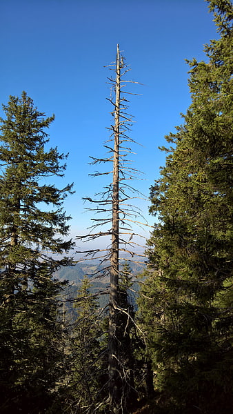 Dead tree standing tall in mountain forest