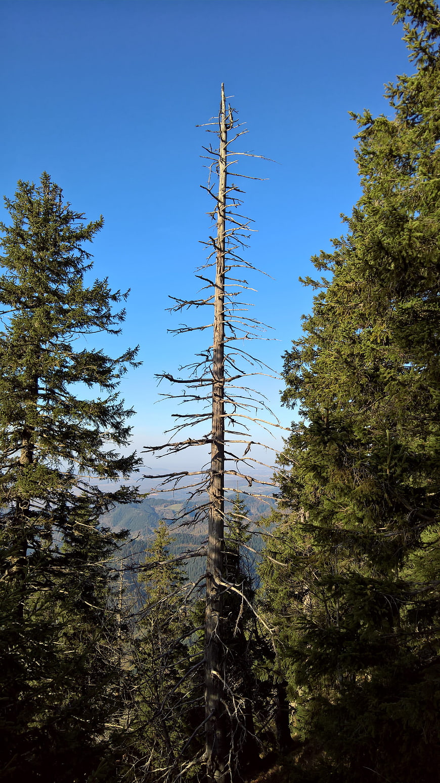 Dead tree standing tall in mountain forest