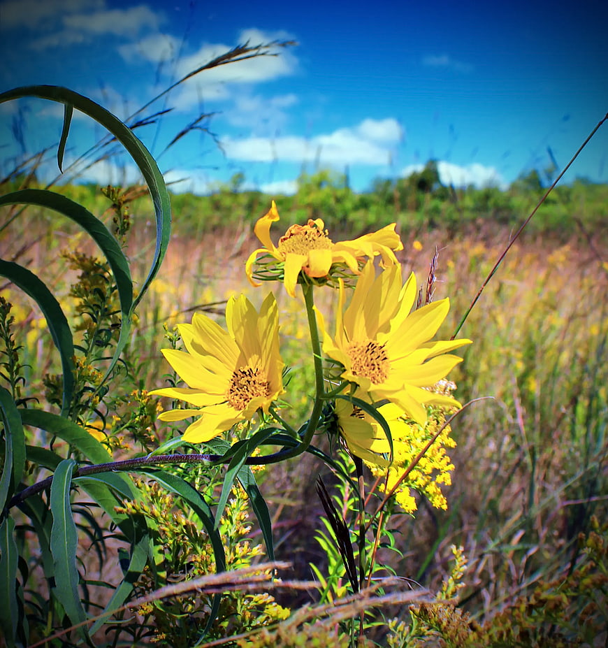 Yellow Wildflowers Blooming in Sunny Meadow