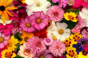 Vibrant Close-Up Of Colorful Flower Arrangement