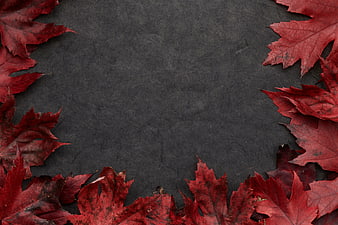 Red Maple Leaves on Dark Background with Copyspace