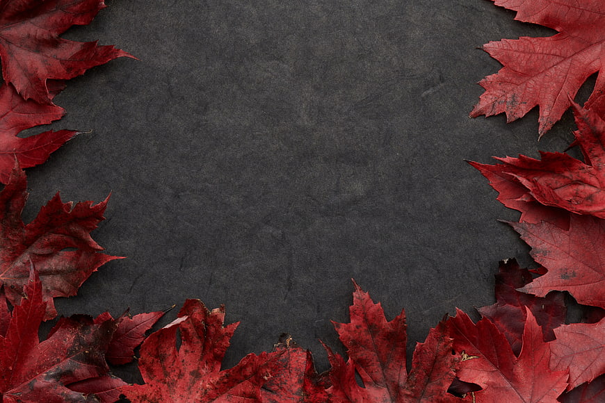 Red Maple Leaves on Dark Background with Copyspace