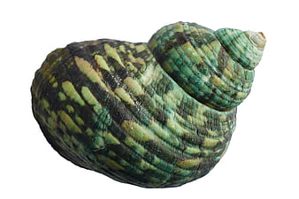 Green and Black Patterned Seashell on White Background
