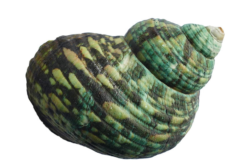 Green and Black Patterned Seashell on White Background