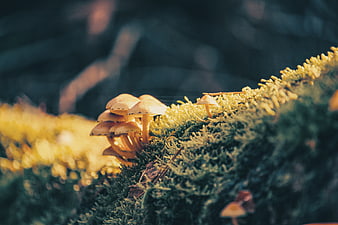 Golden mushrooms growing on mossy forest floor
