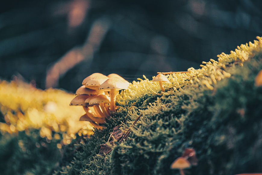 Golden mushrooms growing on mossy forest floor