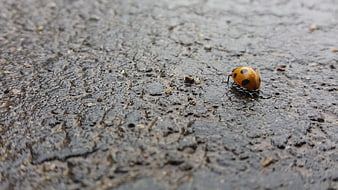 Close-up of a ladybug on wet asphalt