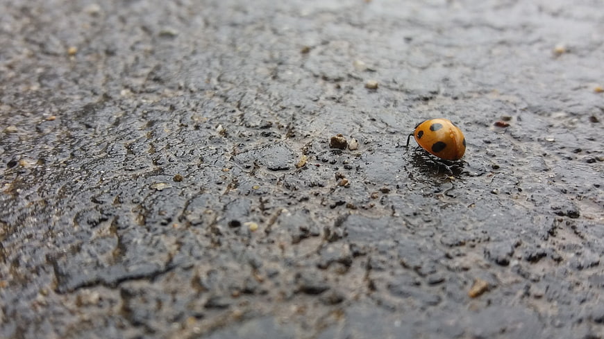 Close-up of a ladybug on wet asphalt