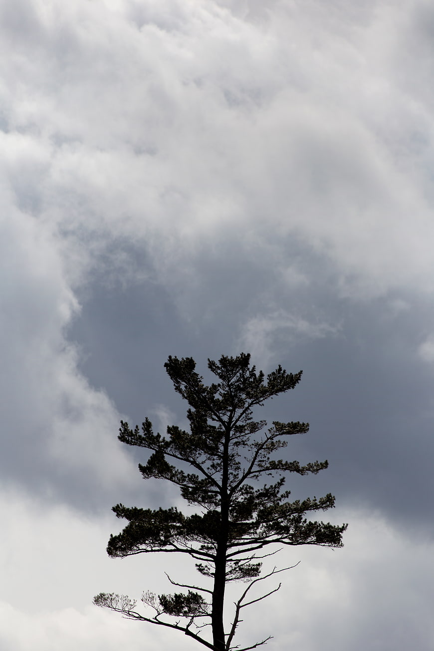 Silhouette of a lone pine tree against a dramatic cloudy sky