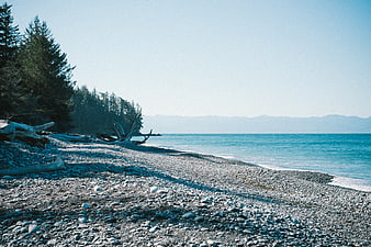 Serene Pebble Beach with Driftwood and Pine Forest
