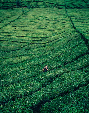 Aerial view of photographer in lush green tea plantation