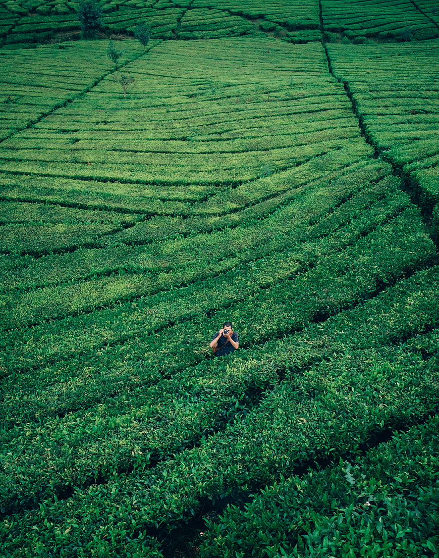 Aerial view of photographer in lush green tea plantation