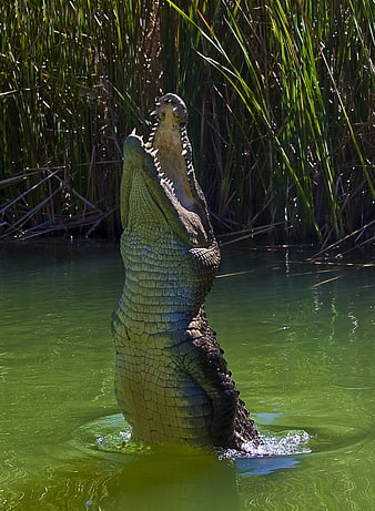 Alligator performing death roll in green swamp water