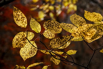 Close-up of yellow autumn leaves with dark spots
