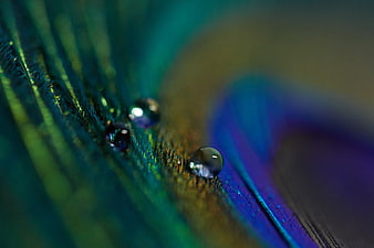 Macro shot of water droplets on a colorful peacock feather