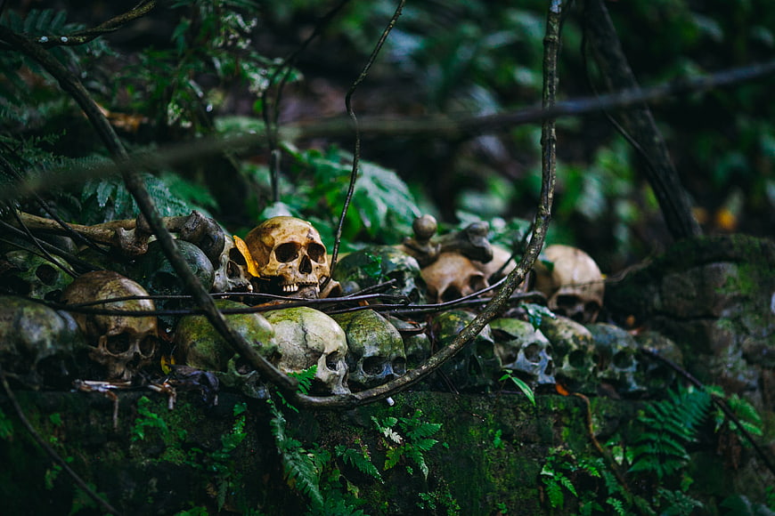 Human skulls in a mossy jungle forest setting