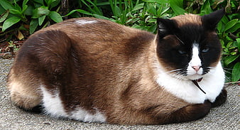 Brown and White Cat Resting on Concrete Path