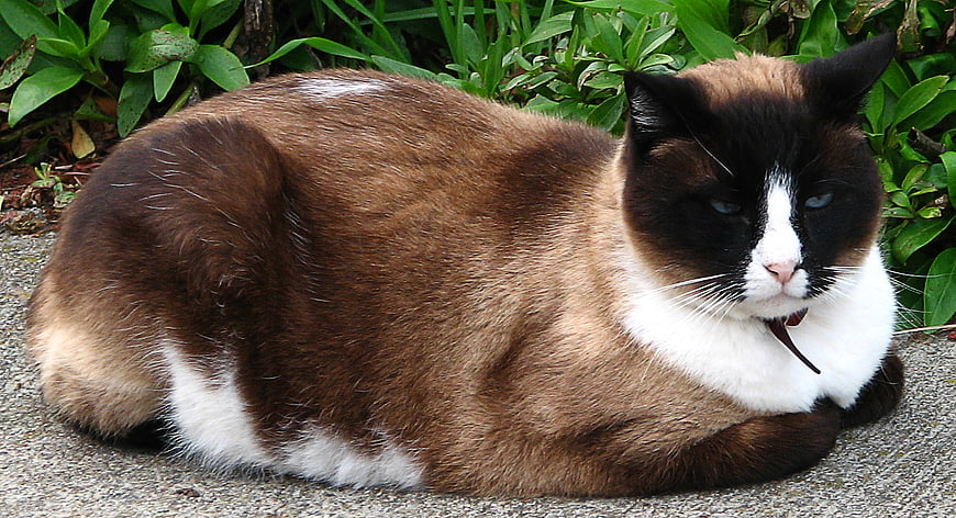 Brown and White Cat Resting on Concrete Path