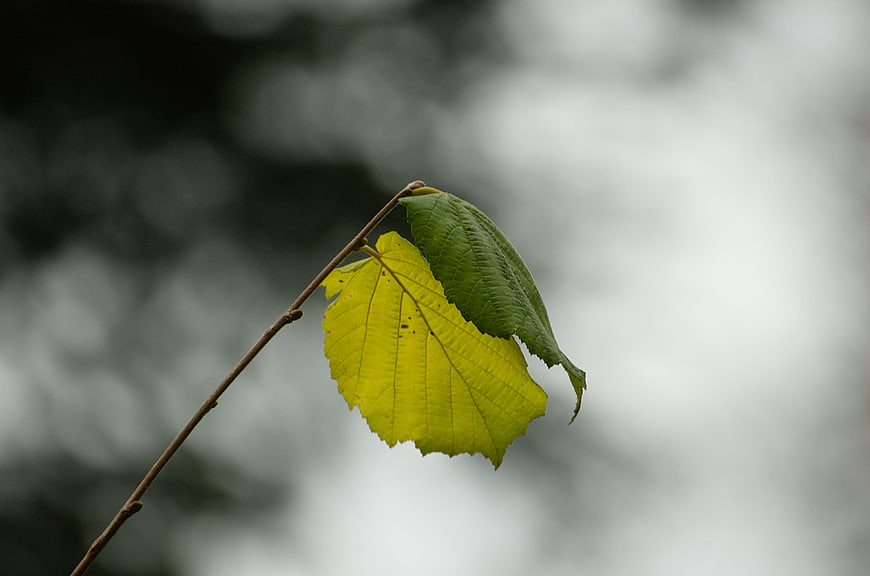 Yellow and green hazel leaves on a branch against blurred background
