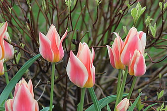 Pink and Yellow Tulips Blooming in Spring Garden