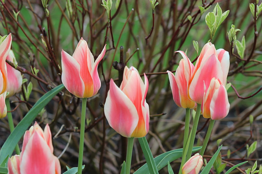 Pink and Yellow Tulips Blooming in Spring Garden