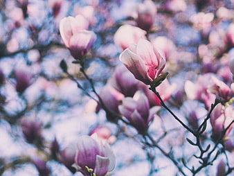 Pink Magnolia Blossoms on Branches with Blue Bokeh Background