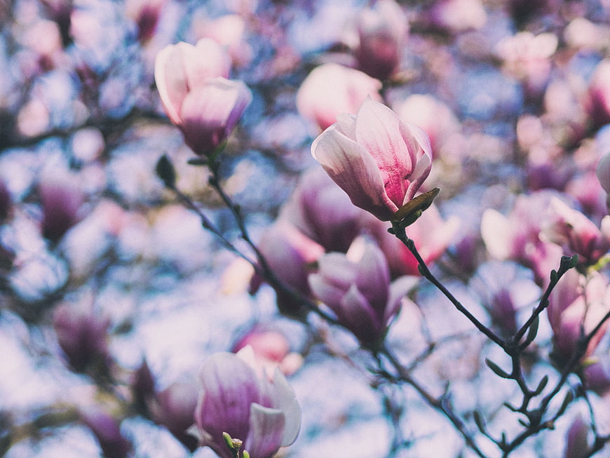 Pink Magnolia Blossoms on Branches with Blue Bokeh Background