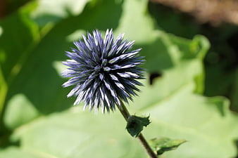 Close-up of Blue Thistle Flower with Green Leaves