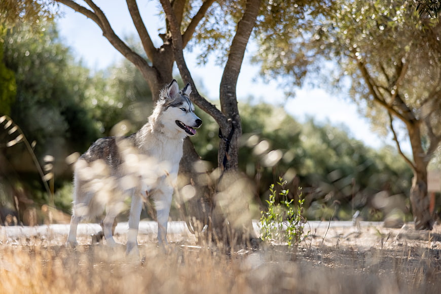 Siberian Husky Standing in Sunlit Olive Grove