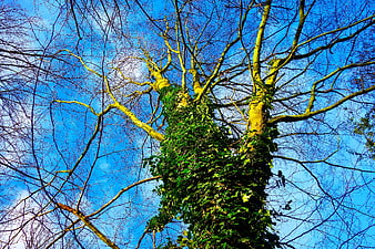 Low angle view of ivy-covered tree trunk against blue sky
