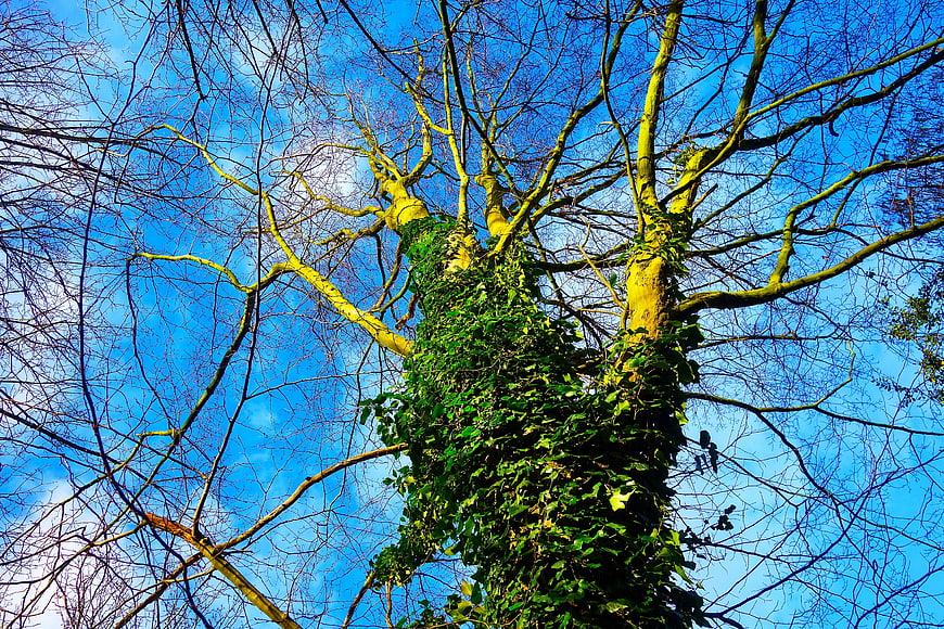 Low angle view of ivy-covered tree trunk against blue sky