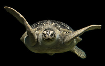 Green Sea Turtle Swimming Against Black Background