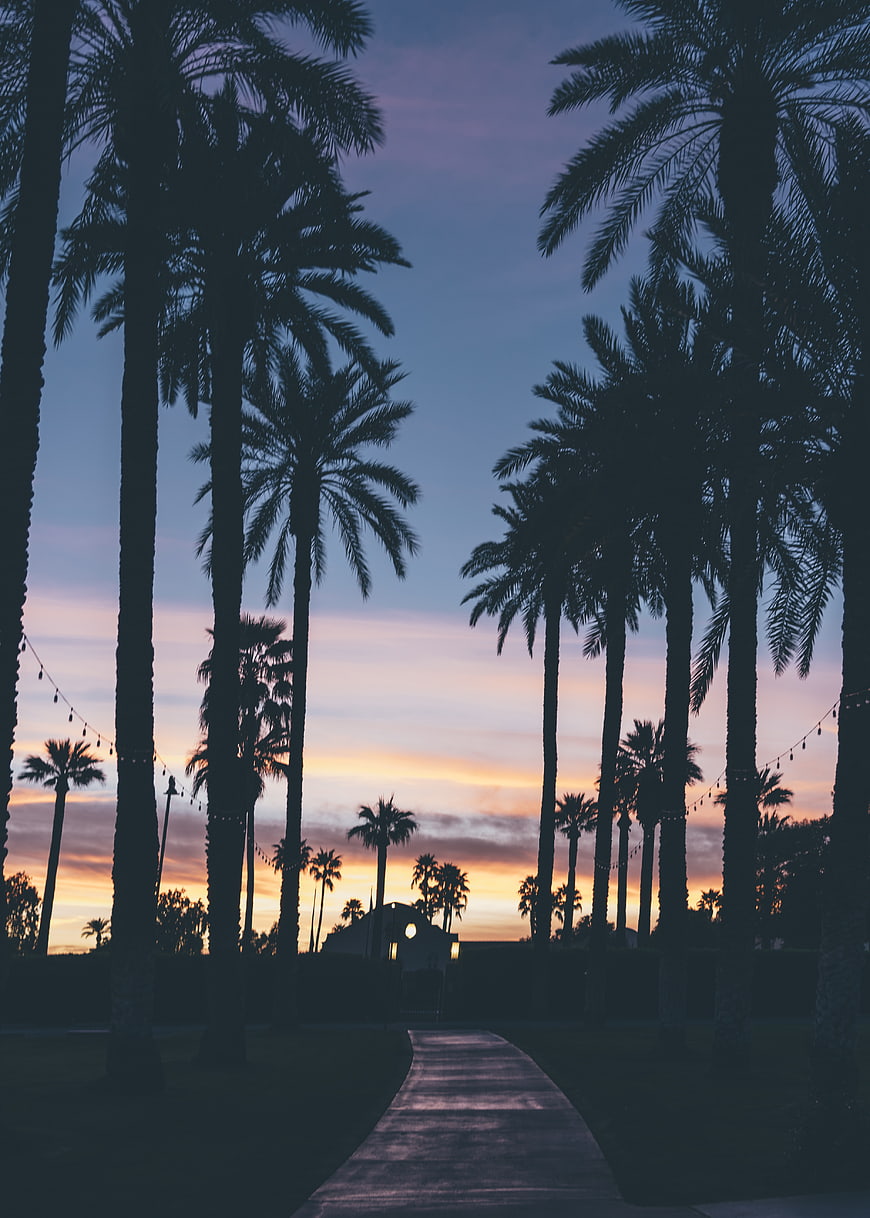 Silhouetted Palm Trees Lining Pathway at Sunset