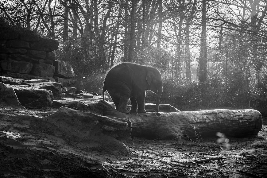 Black and white photo of elephant walking on log in forest