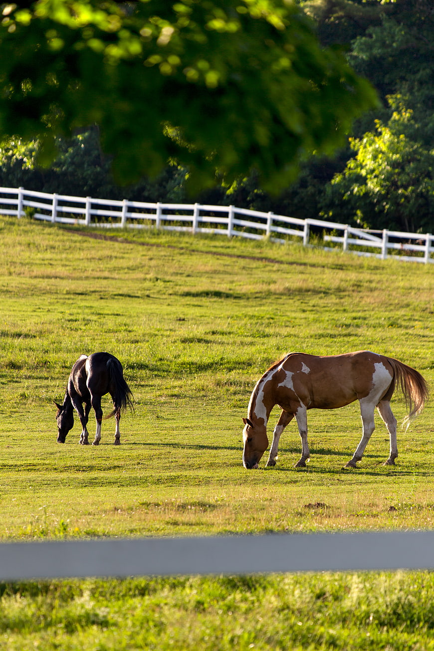 Two Horses Grazing in Green Pasture with White Fence