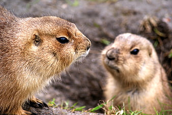 Close-up of two prairie dogs interacting in natural habitat