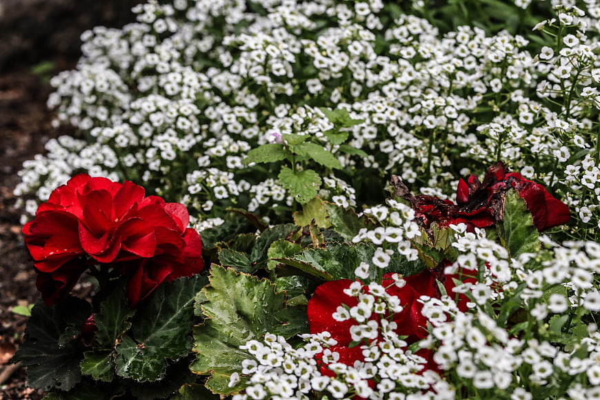 Vibrant red begonia and white alyssum flowers in garden