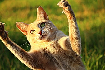 Playful Ginger Cat Stretching Paws in Golden Sunlight