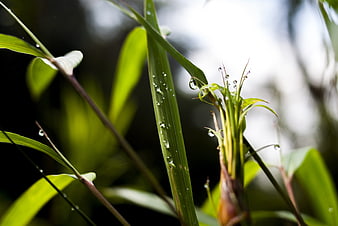 Close-up of green bamboo leaves with water droplets